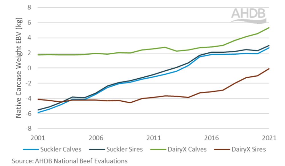 Graph illustrating Native carcase weight EBV 2001-2021